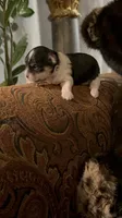 TT Trad M1, a female Maltese and Yorkshire Terrier for sale in Fort Worth, TX – 6 of 10