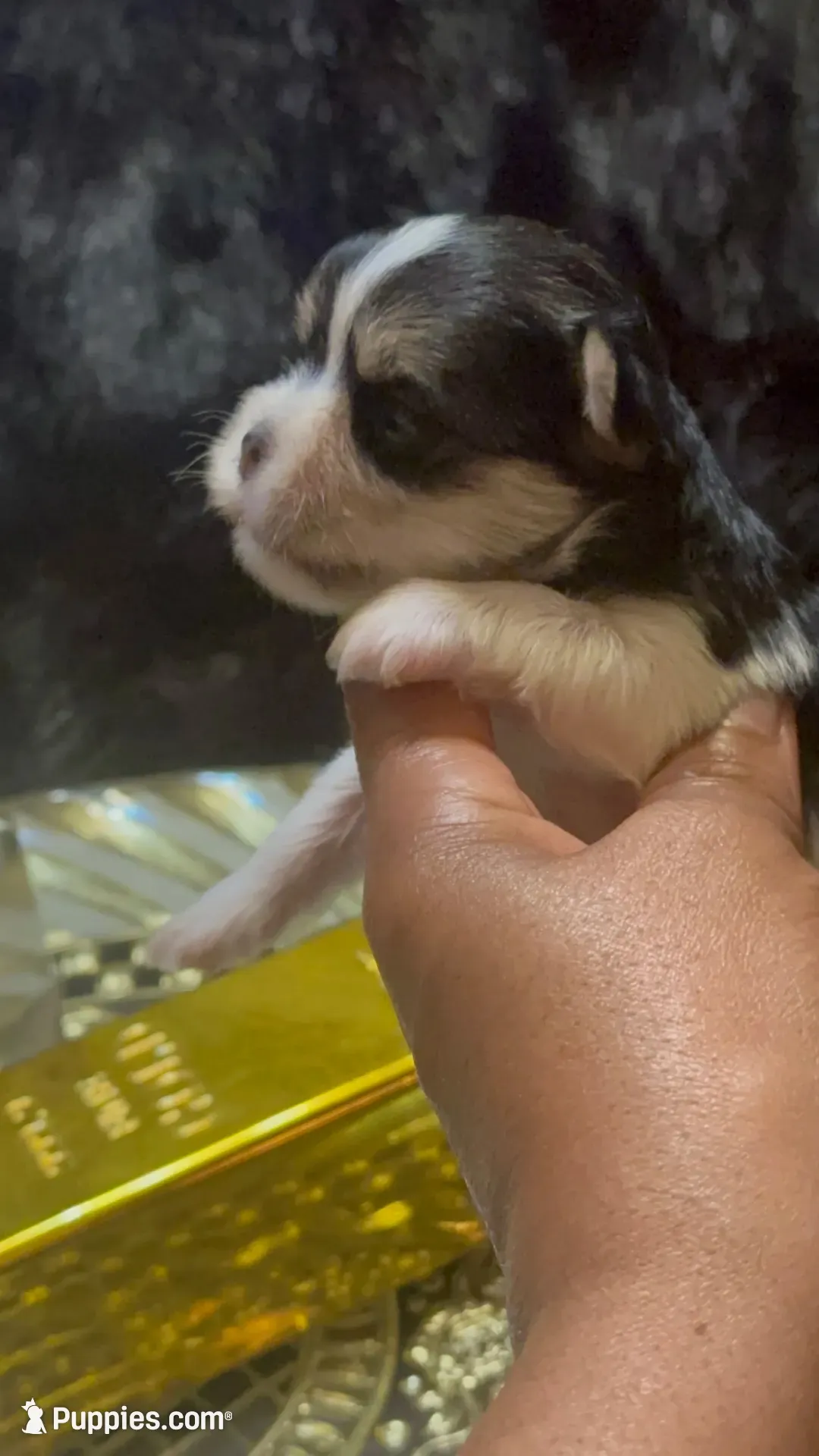 TTPF2(tiny), a female Yorkshire Terrier for sale in Fort Worth, TX – 4 of 10