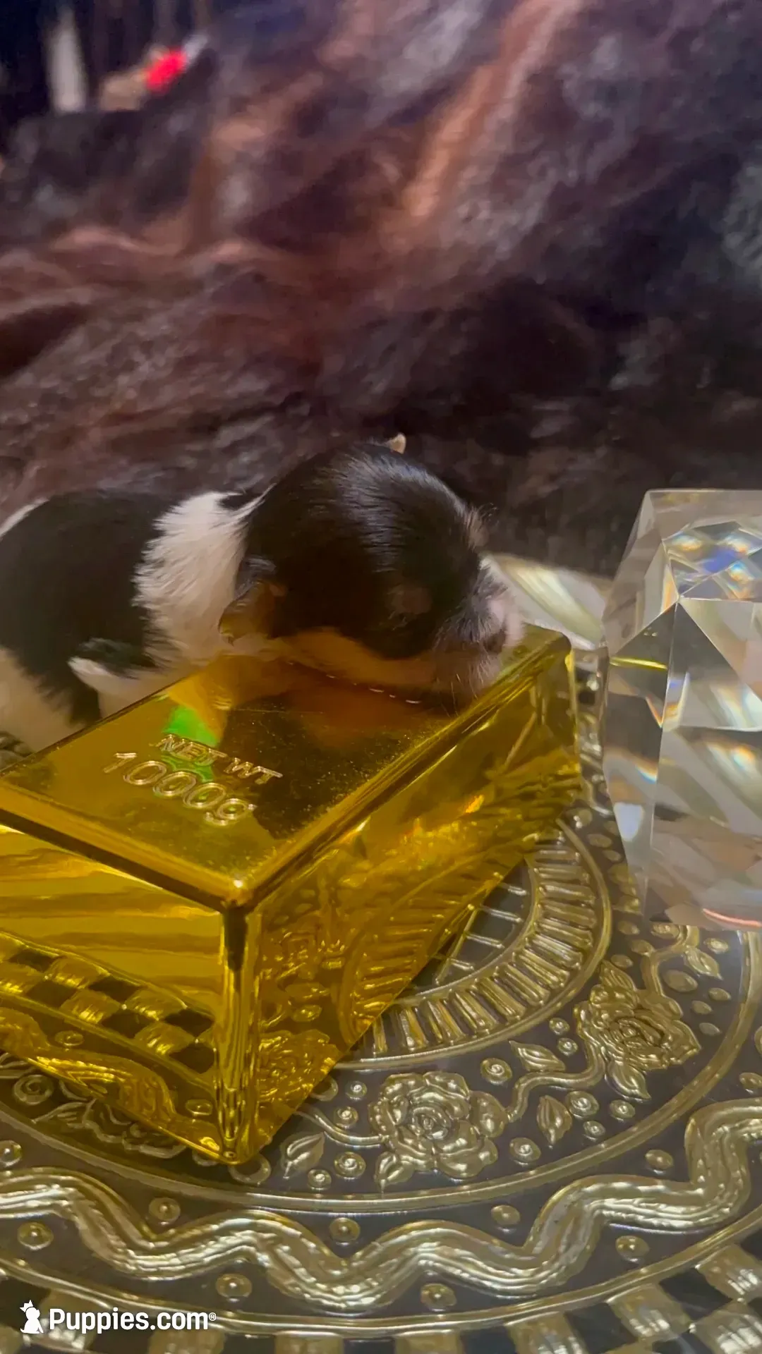 TTPF1(micro), a female Yorkshire Terrier for sale in Fort Worth, TX – 4 of 10