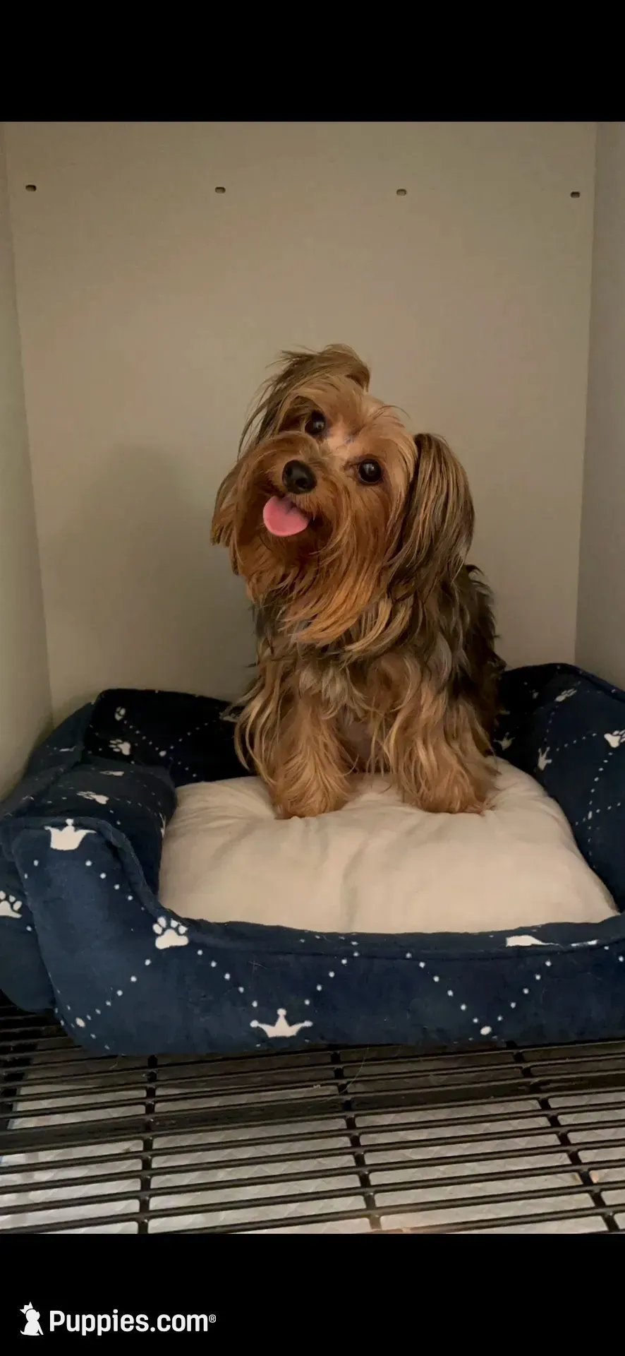 TTPF1(micro), a female Yorkshire Terrier for sale in Fort Worth, TX – 7 of 10