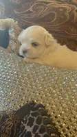 PF1, a female Maltese for sale in Fort Worth, TX – 2 of 10