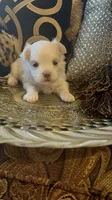 PM2, a female Maltese for sale in Fort Worth, TX – 2 of 10