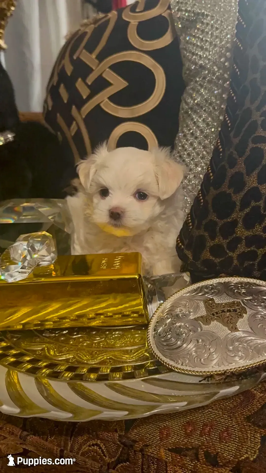 PM1(tiny), a male Maltese for sale in Fort Worth, TX – 3 of 10