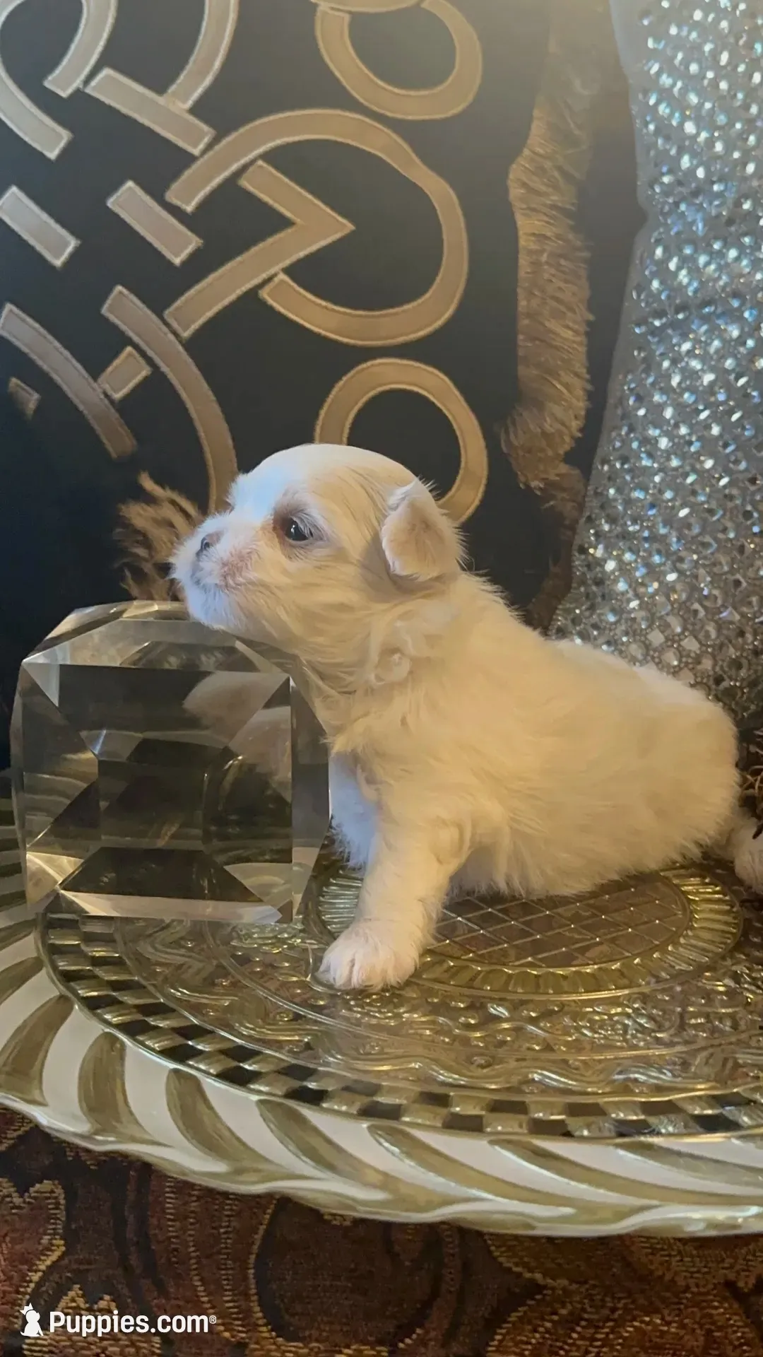 PM1, a male Maltese for sale in Fort Worth, TX – 4 of 10