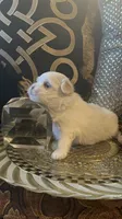 PF1, a female Maltese for sale in Fort Worth, TX – 5 of 10