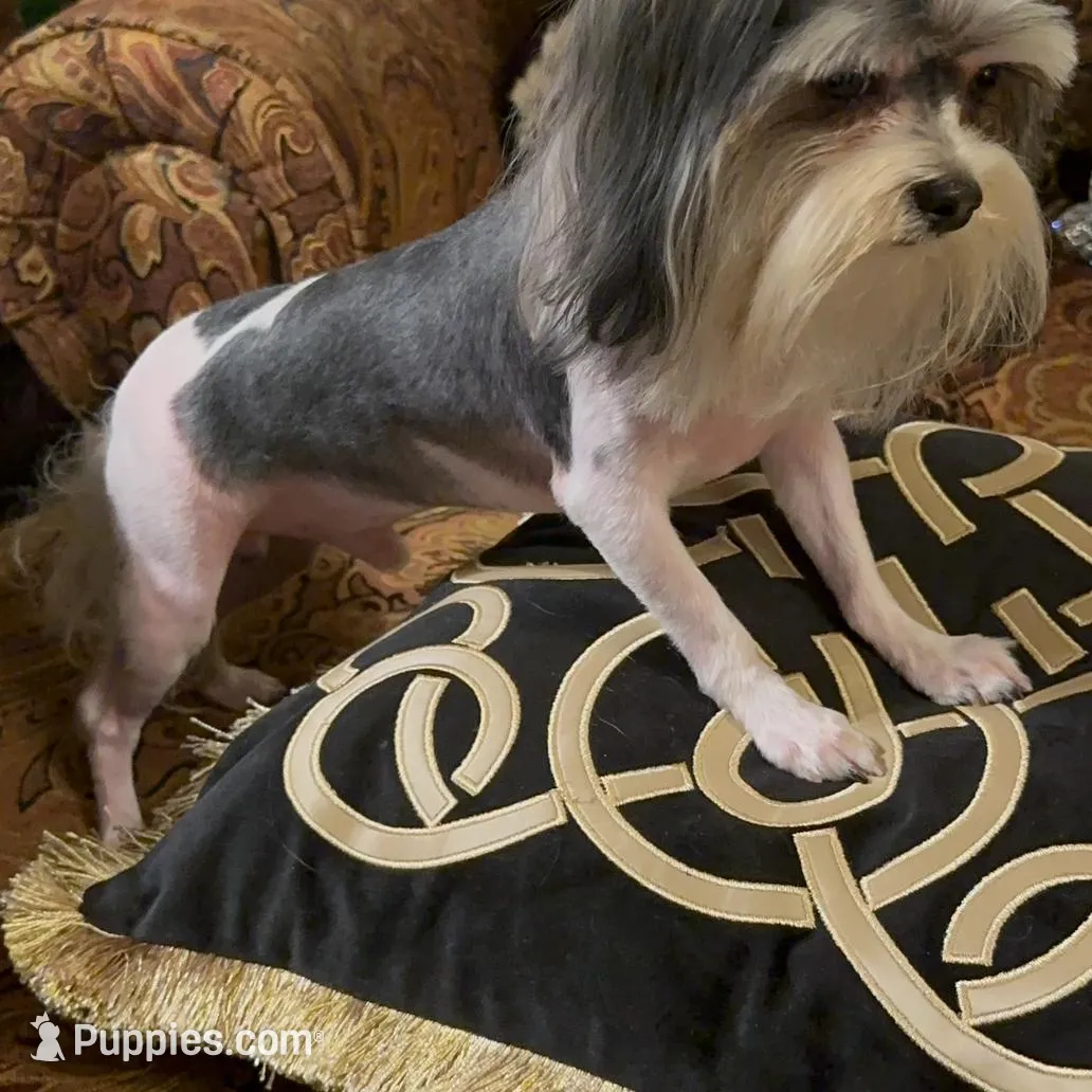 P2M, a  Morkie for sale in Fort Worth, TX – Photo 2 of 10