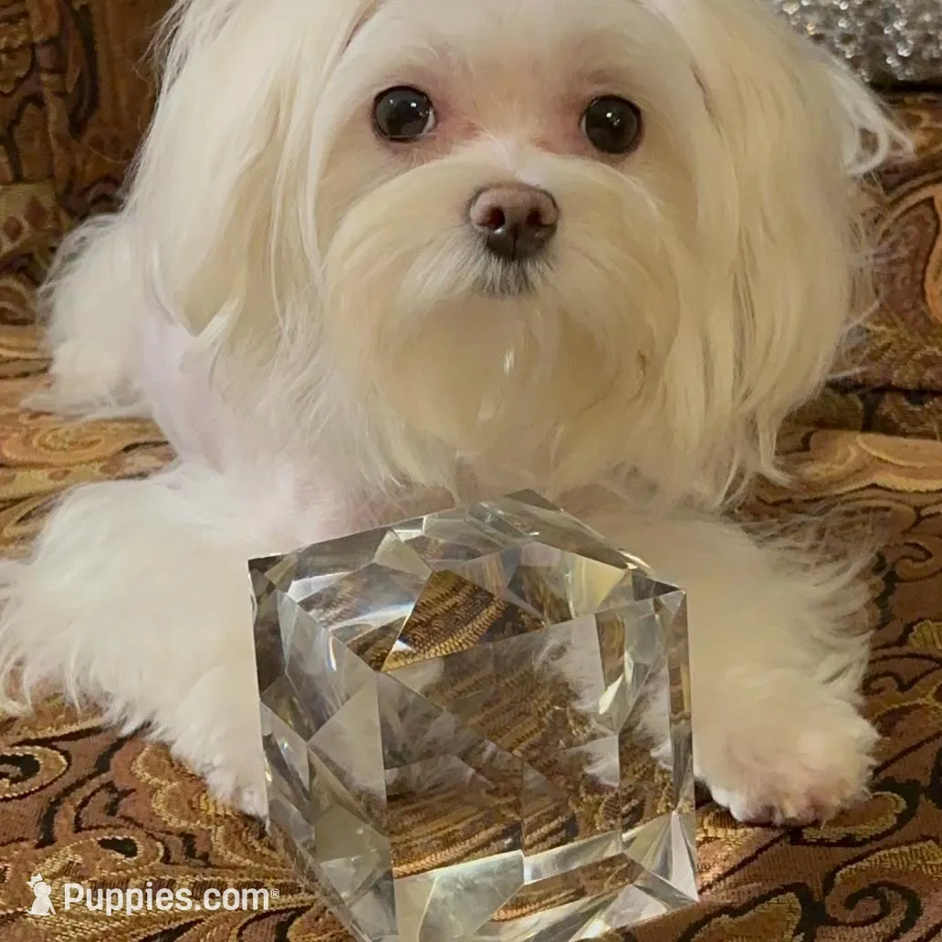 P2M, a  Morkie for sale in Fort Worth, TX – Photo 10 of 10