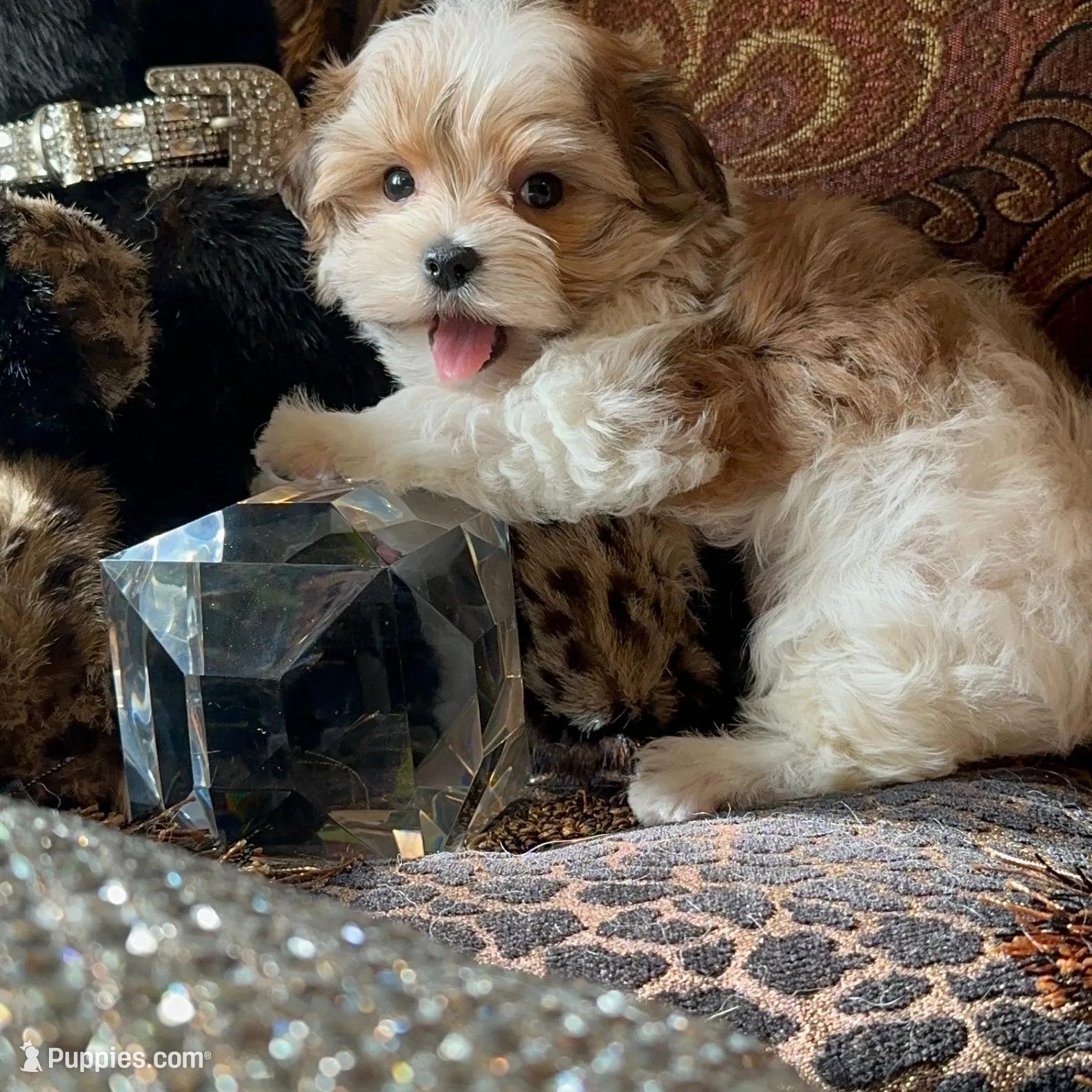 P2M, a  Morkie for sale in Fort Worth, TX – Photo 7 of 10