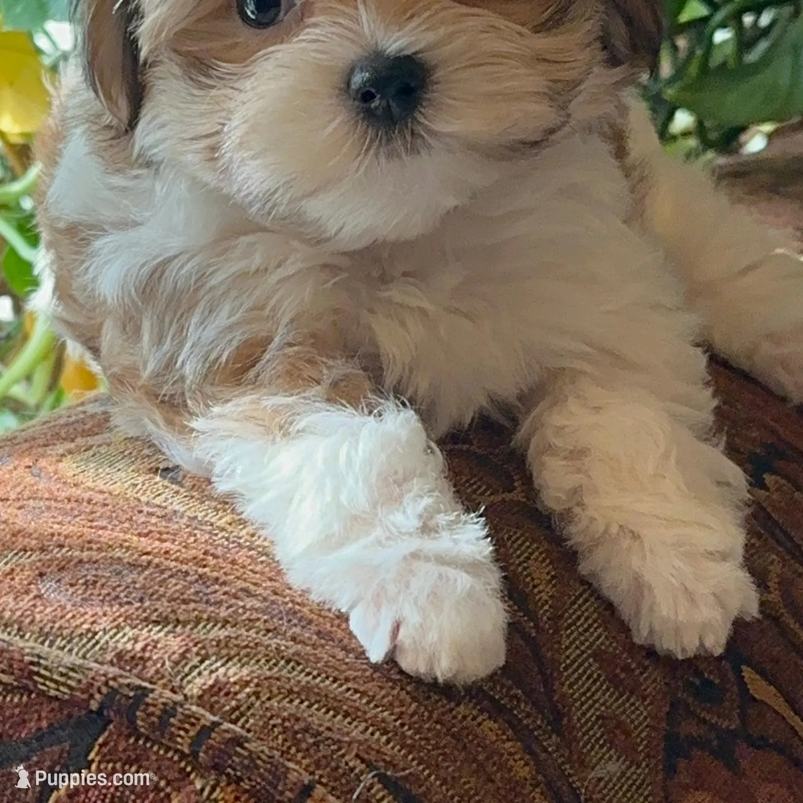 P2M, a  Morkie for sale in Fort Worth, TX – Photo 5 of 10