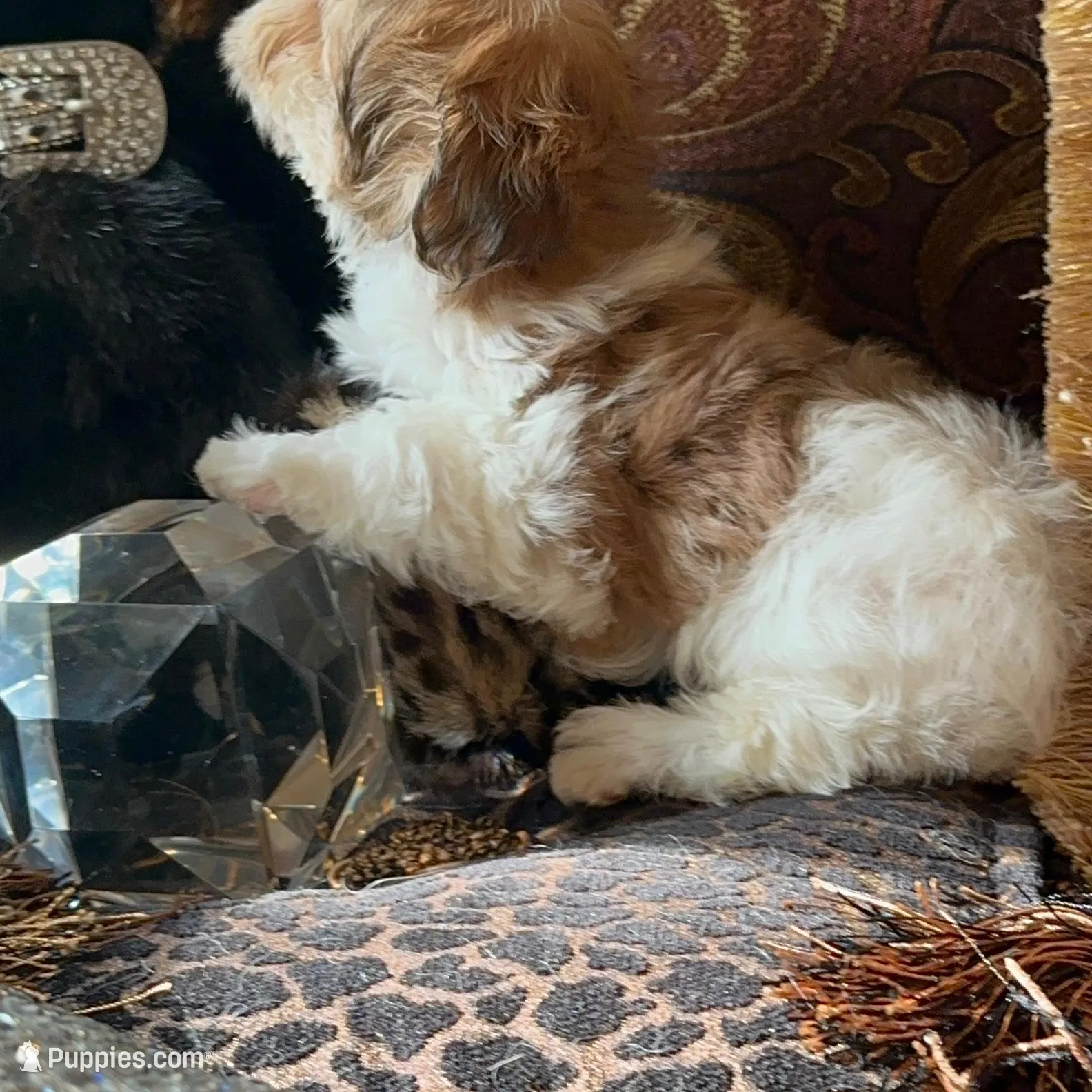 P2M, a  Morkie for sale in Fort Worth, TX – Photo 6 of 10