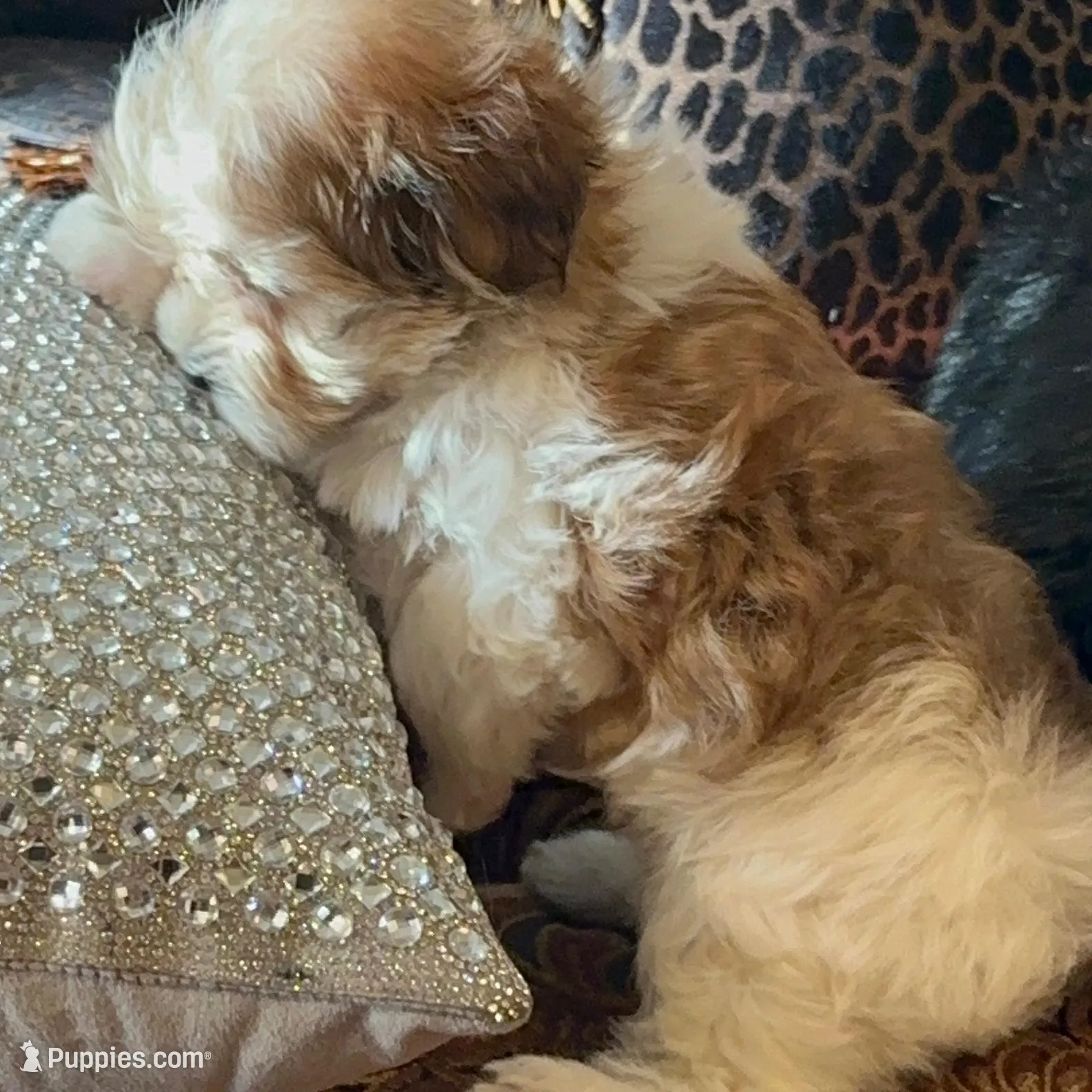 P2M, a  Morkie for sale in Fort Worth, TX – Photo 4 of 10