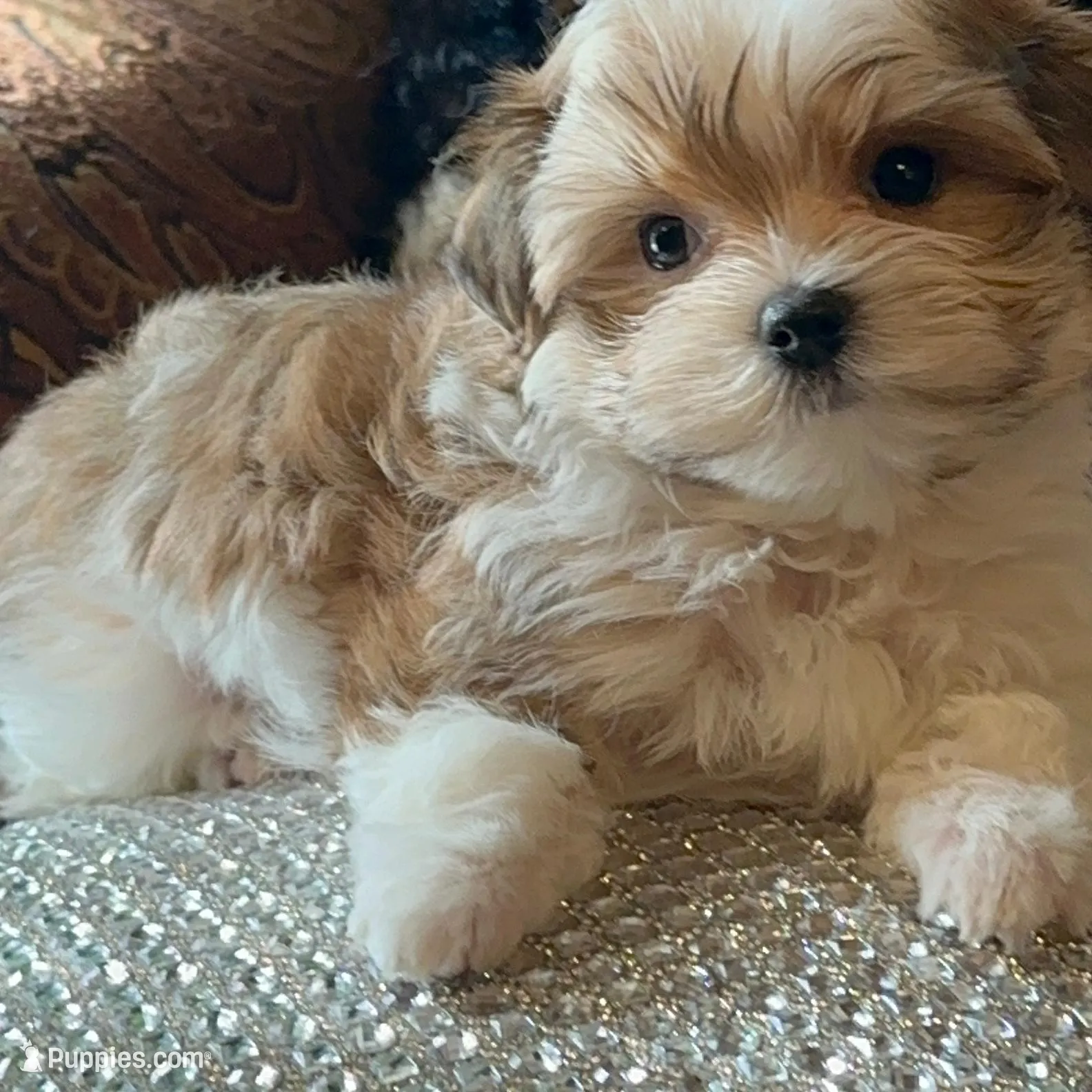 P2M, a  Morkie for sale in Fort Worth, TX – Photo 3 of 10