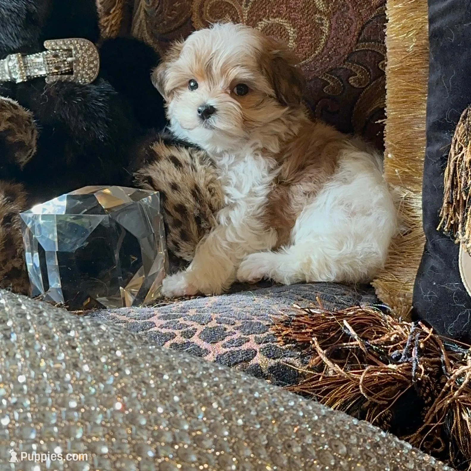 P2M, a  Morkie for sale in Fort Worth, TX – Photo 9 of 10