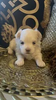 PM2, a female Maltese for sale in Fort Worth, TX – 9 of 10