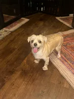 Goldie, a male Yorkshire Terrier for sale in Fort Worth, TX – 6 of 9