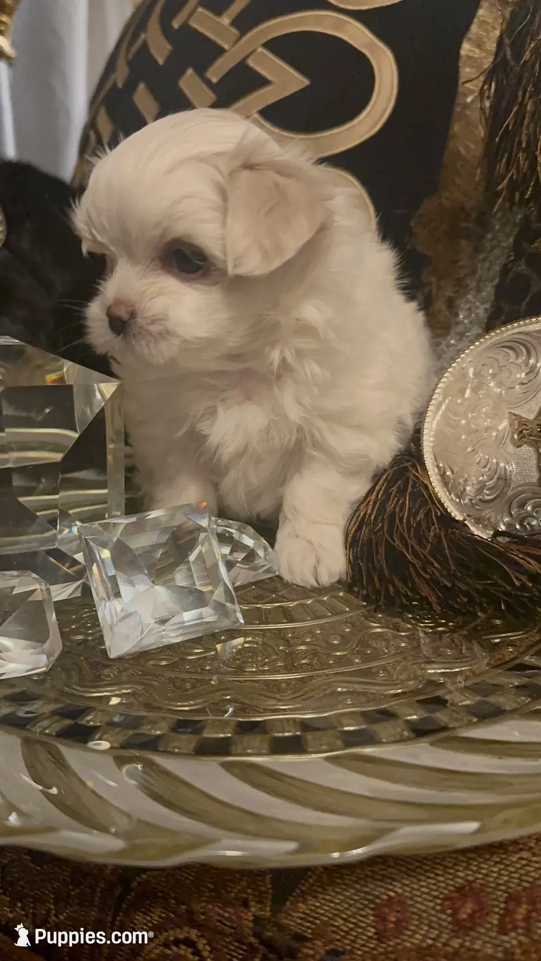 PF1(tiny), a female Maltese for sale in Fort Worth, TX – 2 of 10