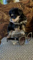 TT Trad F1, a female Maltese and Yorkshire Terrier for sale in Fort Worth, TX – 9 of 10