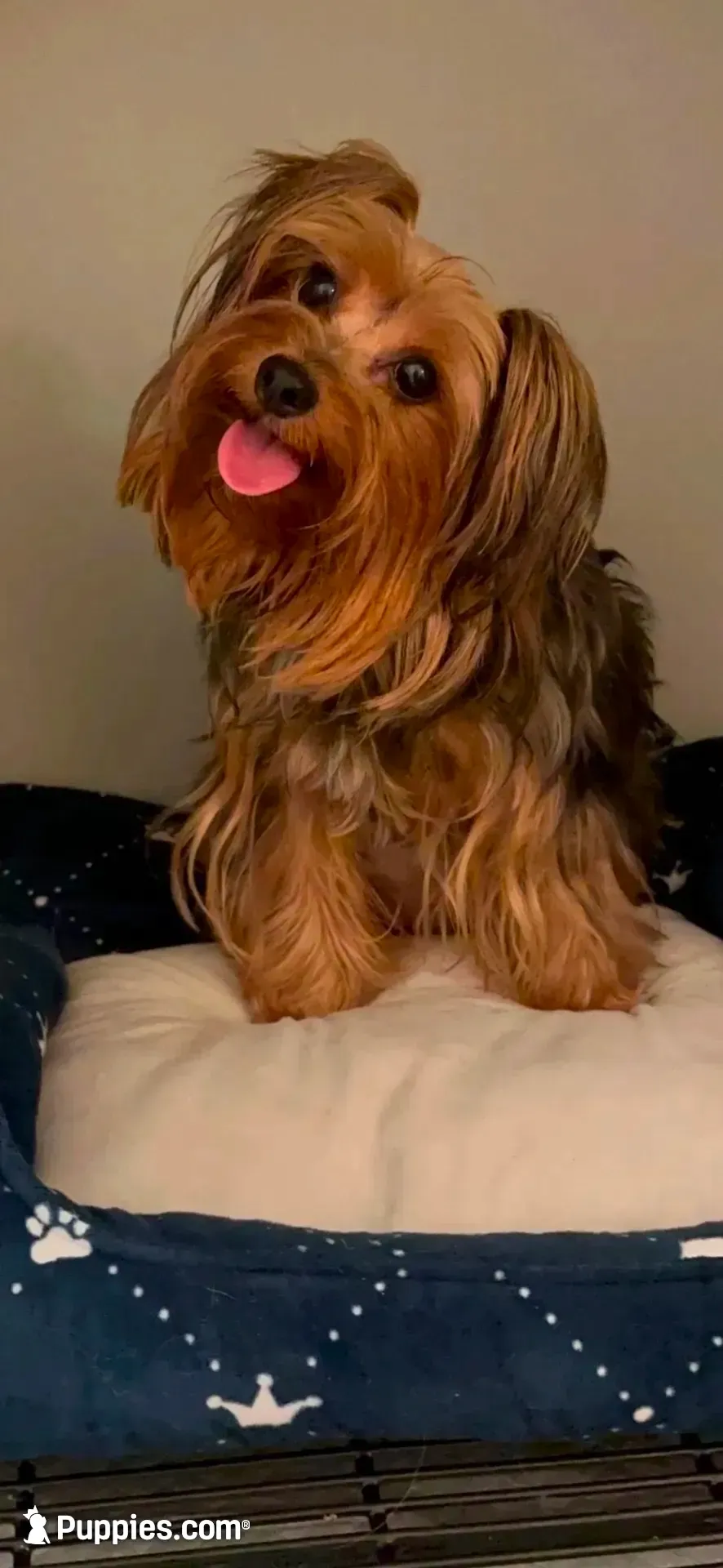 TTPF2(tiny), a female Yorkshire Terrier for sale in Fort Worth, TX – 10 of 10