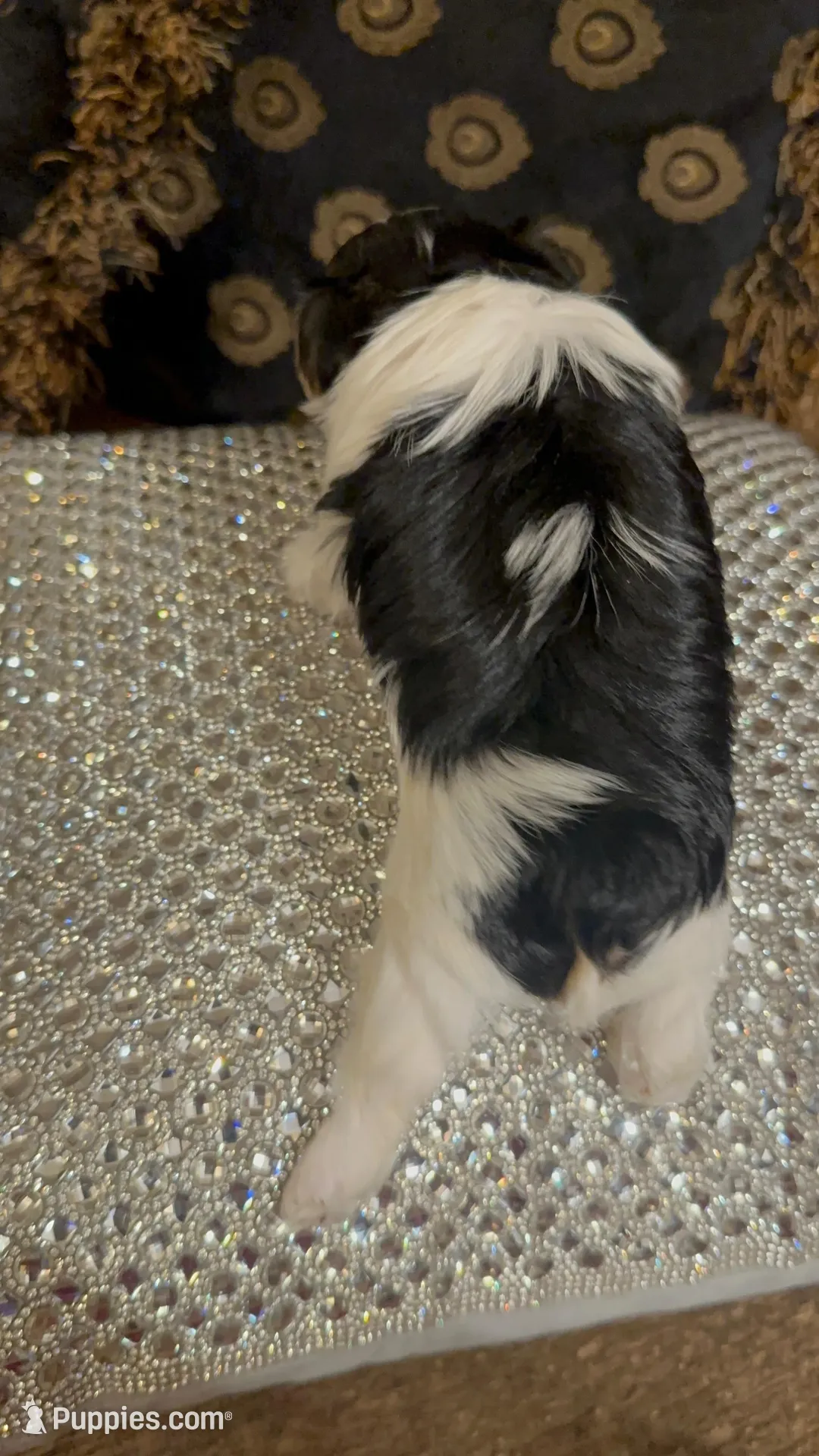 TT2P, a male Yorkshire Terrier for sale in Fort Worth, TX – Photo 5 of 10