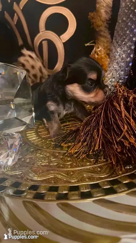TT Trad M1(micro) – Maltese, Yorkshire Terrier puppy for sale in Fort Worth, TX
