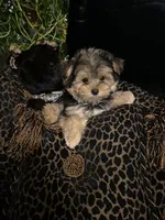 TT Trad M1, a female Maltese and Yorkshire Terrier for sale in Fort Worth, TX – 9 of 10