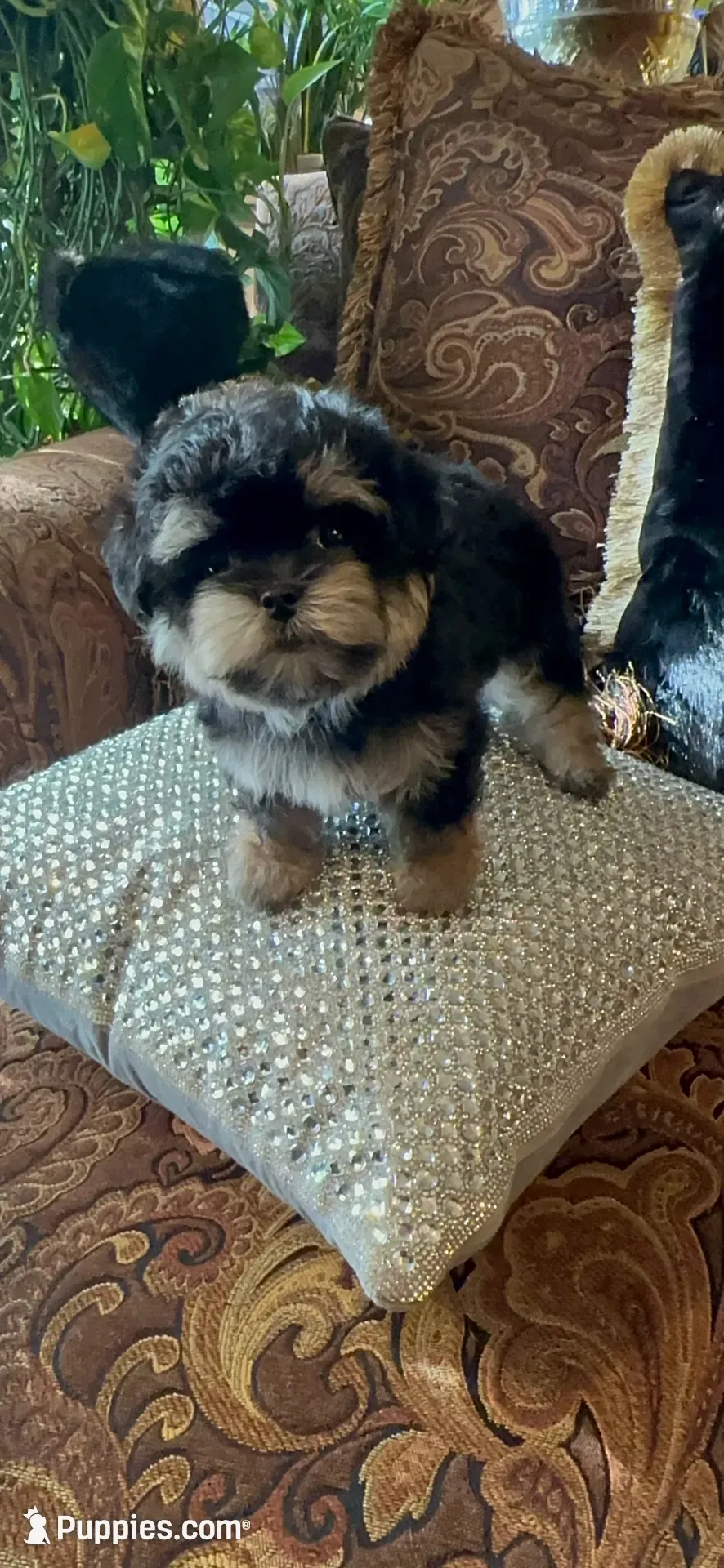 TT Trad F1(tiny), a female Maltese and Yorkshire Terrier for sale in Fort Worth, TX – 9 of 10