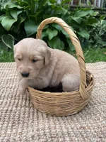 Forest, a male Golden Retriever for sale in Markesan, WI – 4 of 6