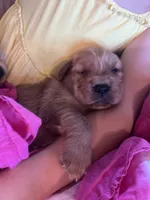 Little Ann, a female Golden Retriever for sale in Markesan, WI – 2 of 6