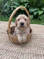 Lance, a male Golden Retriever for sale in Markesan, WI – 2 of 5