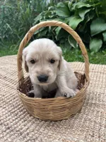 Old Dan, a male Golden Retriever for sale in Markesan, WI – 3 of 5