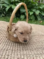 Lance, a male Golden Retriever for sale in Markesan, WI – 5 of 5