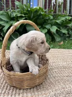 Old Dan, a male Golden Retriever for sale in Markesan, WI – 2 of 5