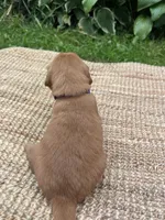 Little Ann, a female Golden Retriever for sale in Markesan, WI – 5 of 6