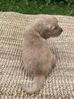 Lance, a male Golden Retriever for sale in Markesan, WI – 4 of 5