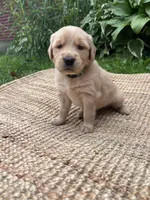 Forest, a male Golden Retriever for sale in Markesan, WI – 5 of 6