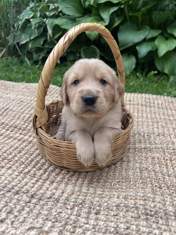 Lance – Golden Retriever puppy for sale in Markesan, WI