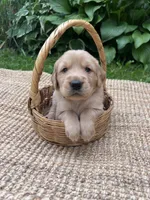Lance, a male Golden Retriever for sale in Markesan, WI – 1 of 5