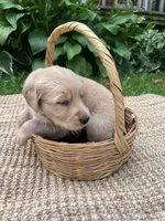 Forest, a male Golden Retriever for sale in Markesan, WI – 3 of 6