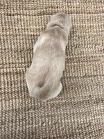 Old Dan, a male Golden Retriever for sale in Markesan, WI – 4 of 5