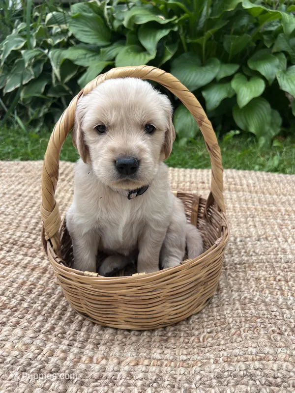 Old Dan – Golden Retriever puppy for sale in Markesan, WI