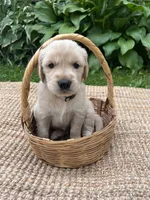 Old Dan, a male Golden Retriever for sale in Markesan, WI – 1 of 5