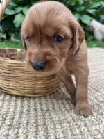 Little Ann, a female Golden Retriever for sale in Markesan, WI – 3 of 6