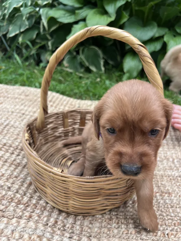 Little Ann – Golden Retriever puppy on hold in Markesan, WI