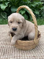 Forest, a male Golden Retriever for sale in Markesan, WI – 2 of 6