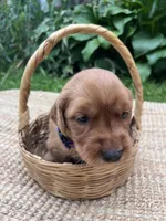 Little Ann, a female Golden Retriever for sale in Markesan, WI – 6 of 6