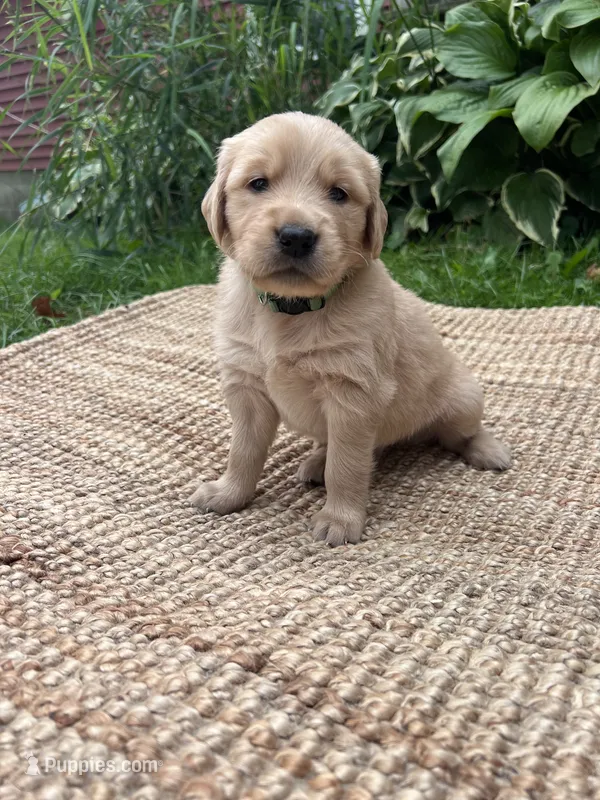 Forest – Golden Retriever puppy for sale in Markesan, WI