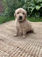Forest, a male Golden Retriever for sale in Markesan, WI – 1 of 6
