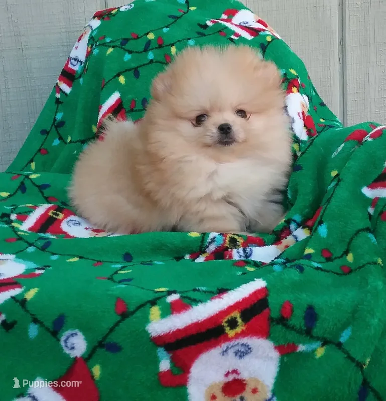 AKC Cuddle Bug – Pomeranian puppy for sale in Cherry Valley, CA