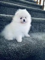 Frosty, a male Pomeranian for sale in Cherry Valley, CA – Photo 1 of 3