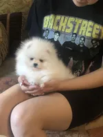 Frosty, a male Pomeranian for sale in Cherry Valley, CA – Photo 2 of 3